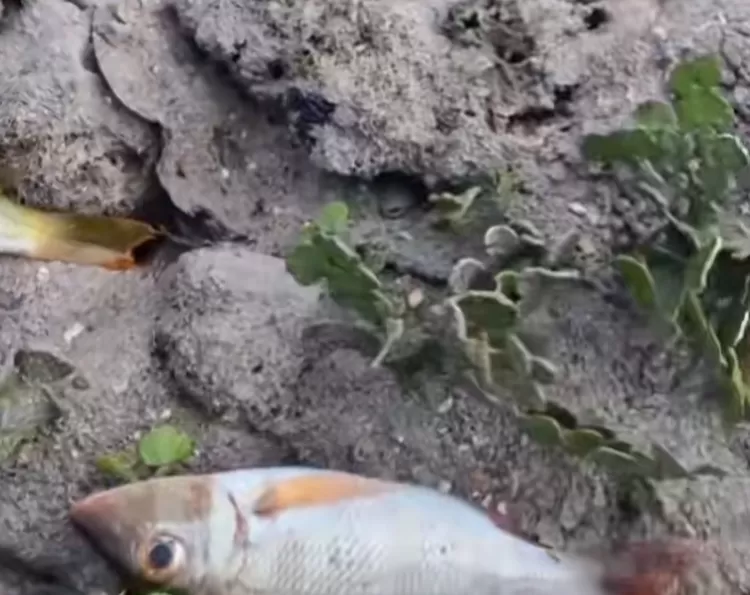 ikan-ikan yang mati di airlaut yang kering di Kaimana Papua