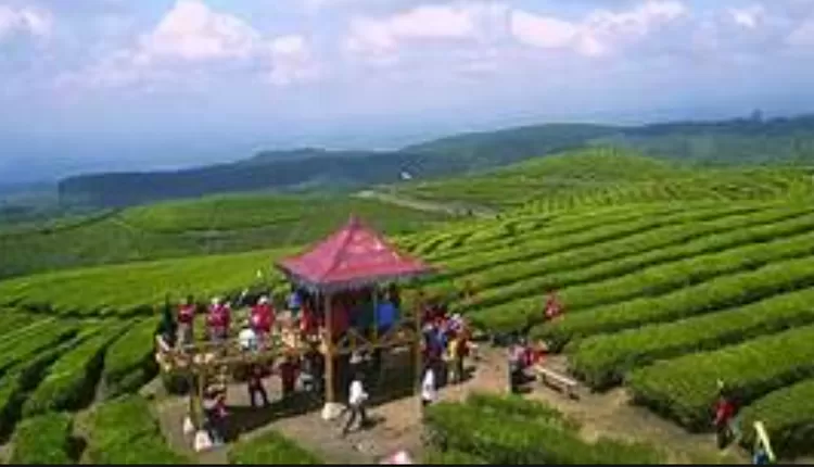 Kebun Teh Kertowono Lumajang punya pabrik teh yang kualitasnya dikenal dunia.