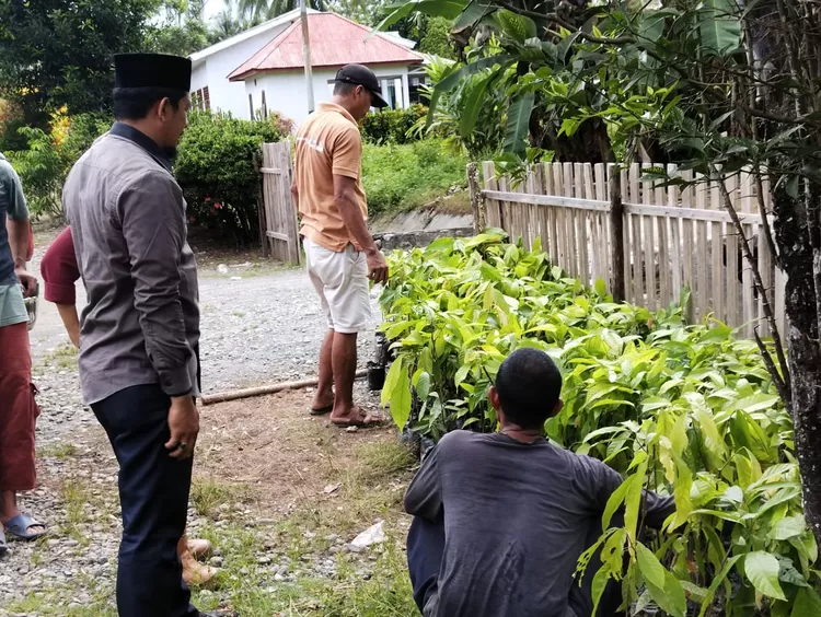 Bibit kakao yang diserahkan PT KFM di Desa Koninis, Kecamatan Simpang Raya, Kabupaten Banggai pada Selasa, 19 Desember 2023.