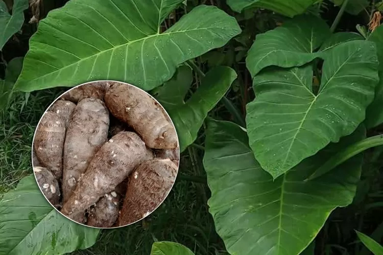 Ilustrasi talas atau Tikok.