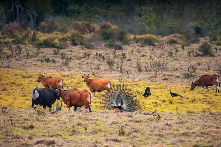 Taman Nasional Alas Purwo, menyimpan keindahan alam sekaligus arsitektur peninggalan era klasik.