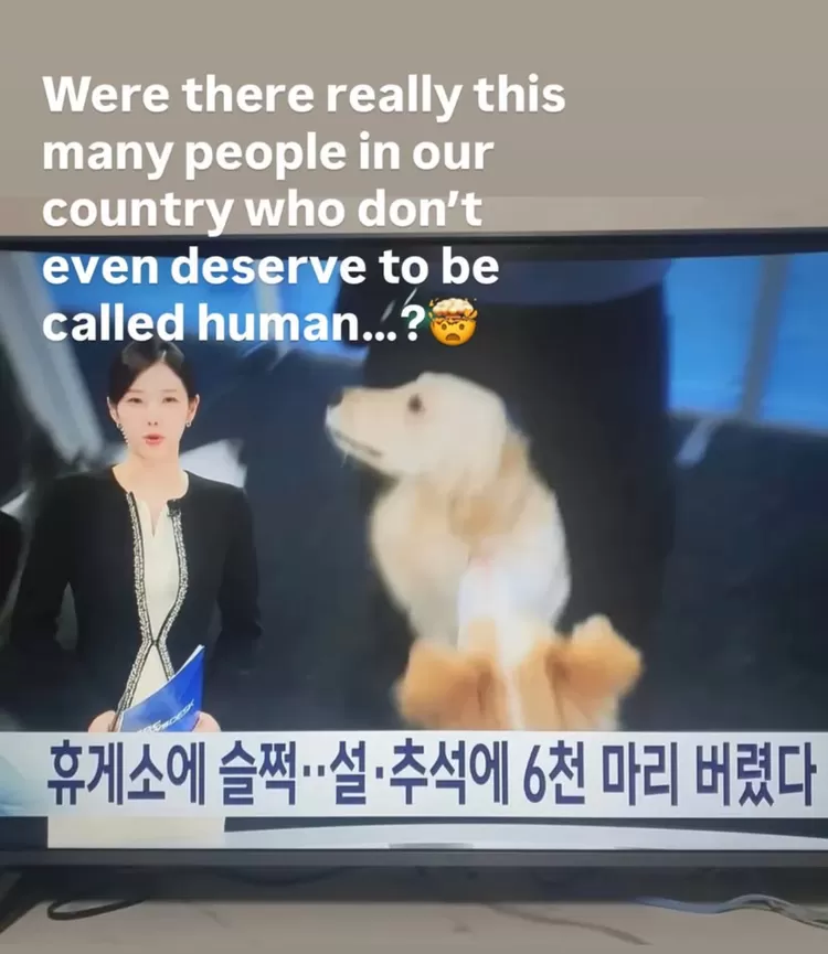 Respon Yesung tentang berita anjing terlantar