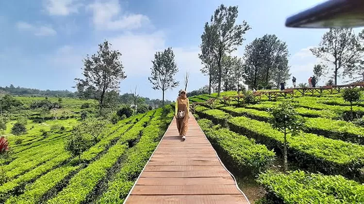 Agrowisata Gunung Mas Puncak menjadi destinasi wisata andalan kawasan Puncak Bogor. 