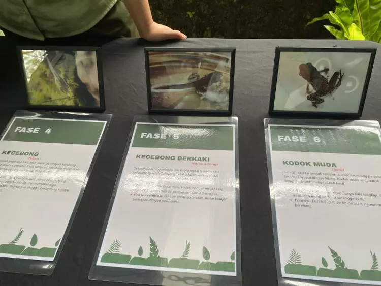 Pencapaian bersejarah dalam konservasi amfibi endemik Indonesia