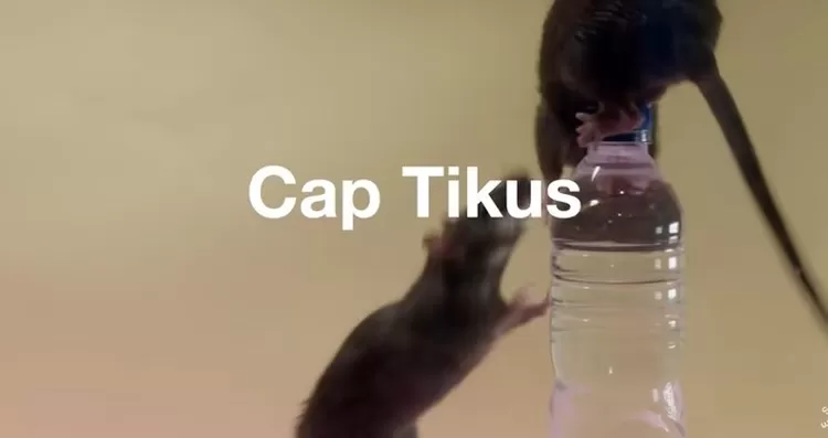 Cap Tikus Minuman Tradisional Beralkohol yang Mengakar di