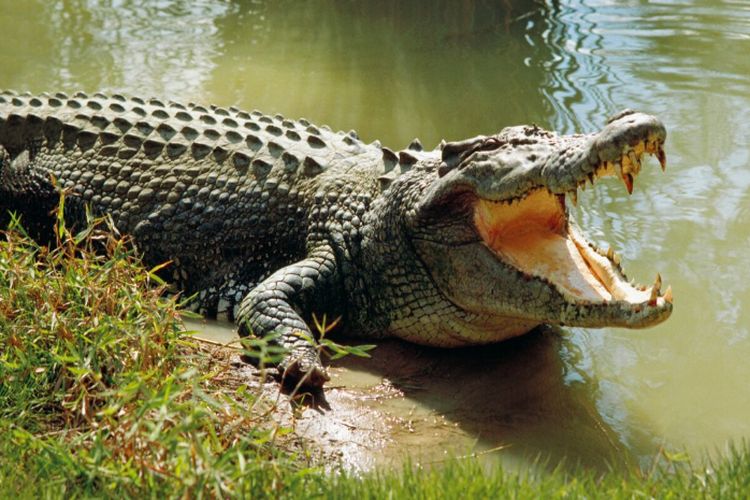 5 Fakta Buaya Caiman Yang Belum Banyak Diketahui Salah Satunya Pandai