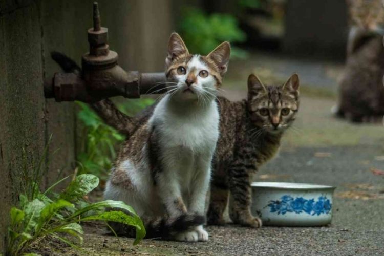Viral Puluhan Kucing Mati Mendadak di Sunter, Dinas KPKP Lakukan Investigasi