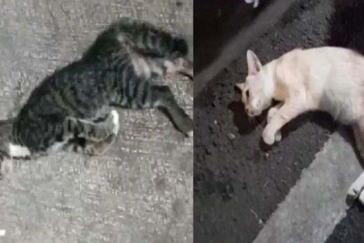 Teror Puluhan Kucing di Sunter Mati Mendadak, Dinas KPKP DKI Turun Tangan Selidiki Penyebabnya