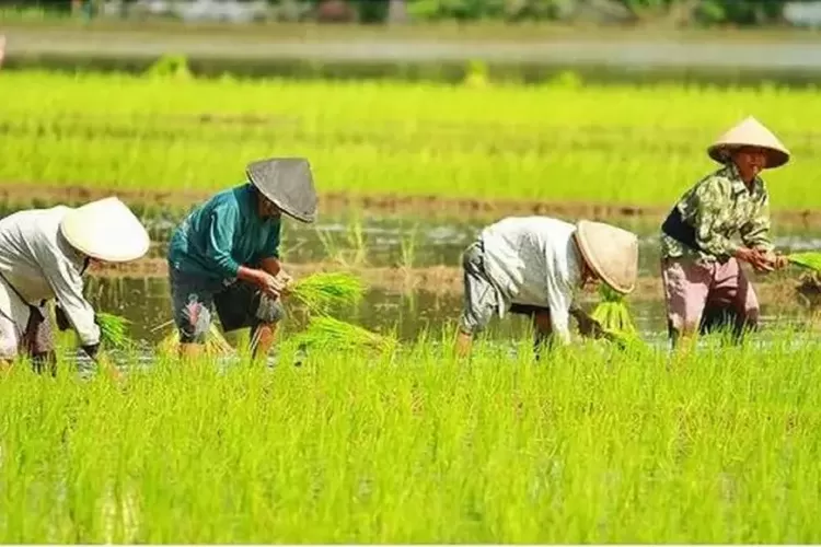 Berkomitmen Atasi Perubahan Iklim, Ini Upaya Yang Dilakukan Indonesia ...