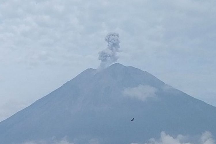 Erupsi Ke-4 Kalinya, Gunung Lewotobi Laki Laki Kembali Muntahkan Abu ...