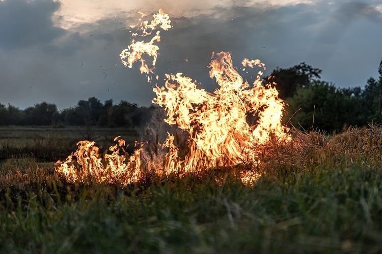 Niat Bersihkan Lahan, Seorang Lansia di Tangerang Justru Ditemukan Tewas Terbakar