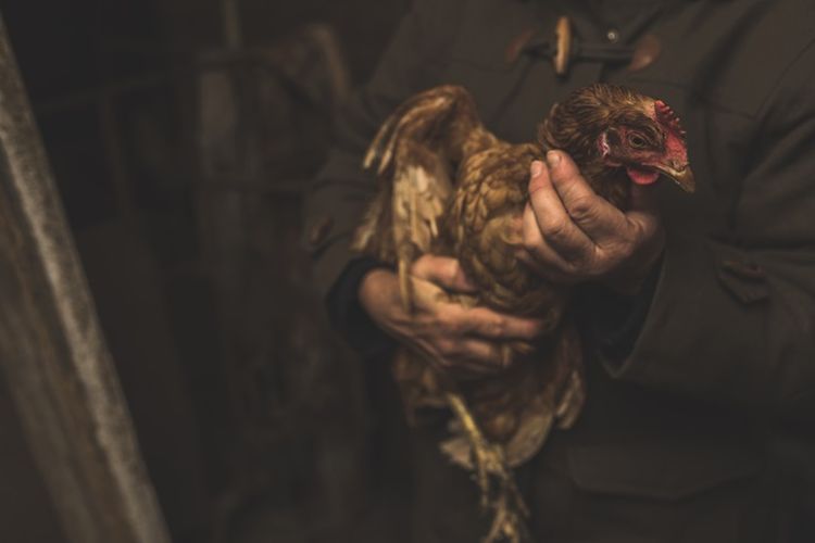 Polisi Menciduk Oknum ASN dan Mantan ASN yang Tengah Sabung Ayam di Bengkulu 