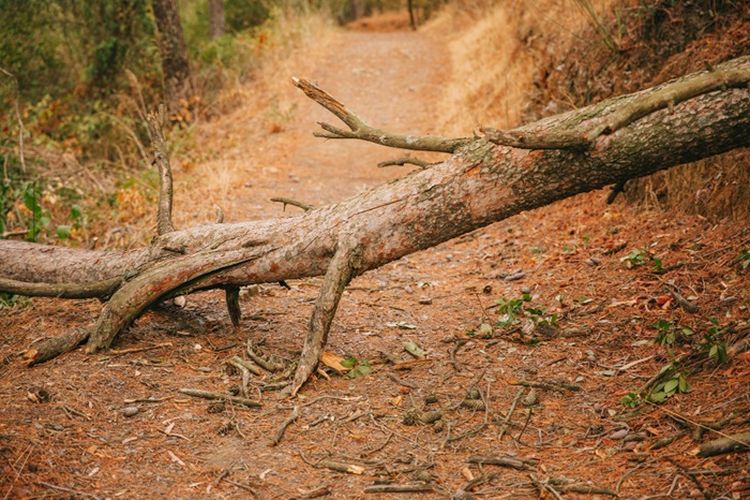 Mahasiswi Asal Indonesia Meninggal Dunia Tertimpa Pohon Seberat 10 Ton di Australia, Begini Kronologinya