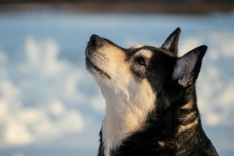 Anjing Herder Disuntik Mati Usai Gigit Pejalan Kaki di Semarang, Inilah 3 Kasus Serangan Anjing yang Memakan Korban di Indonesia