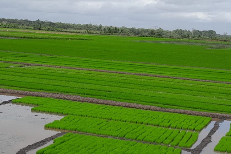 Derap Pasukan Jaga Ketahanan Pangan Papua: Sebuah Ironi Ditengah Lahan Pertanian Melimpah Namun Kurang Produktivitas