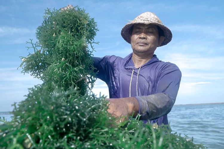 Kisah Warga Semaya di Nusa Penida: Pemberdayaan BRI Tingkatkan Skala Usaha Klaster Usaha Rumput Laut