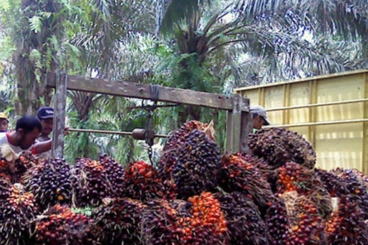 Harga Sawit Petani di Jambi Ikut Anjlok, Petani Sengeti Keluhkan TBS Turun Drastis