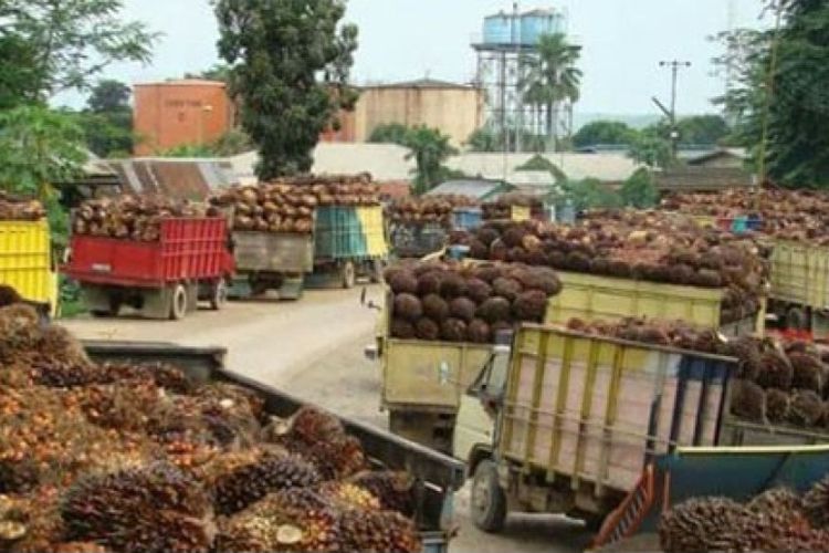 Pabrik Sawit di Jambi Masuk Radar Pengawasan: Kementan Bongkar 139 PKS Pembeli TBS Murah, Ancam Cabut Izin Jika Tak Sesuaikan Harga 