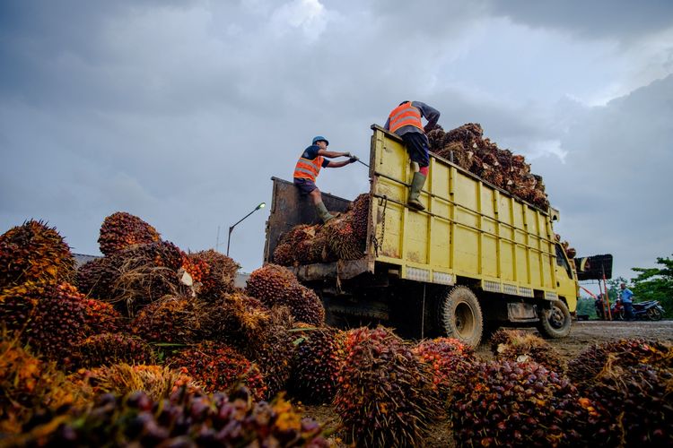 Produksi TBS PTPN IV Regional IV Lampaui Target 116 Persen
