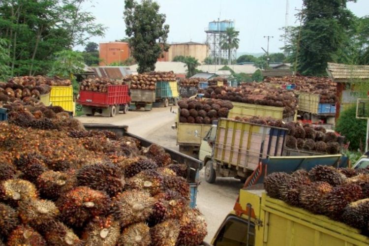 Selisih Harga Sawit Disorot: Yang Ditetapkan Pemerintah Beda Jauh dengan di PKS, Ini Datanya 