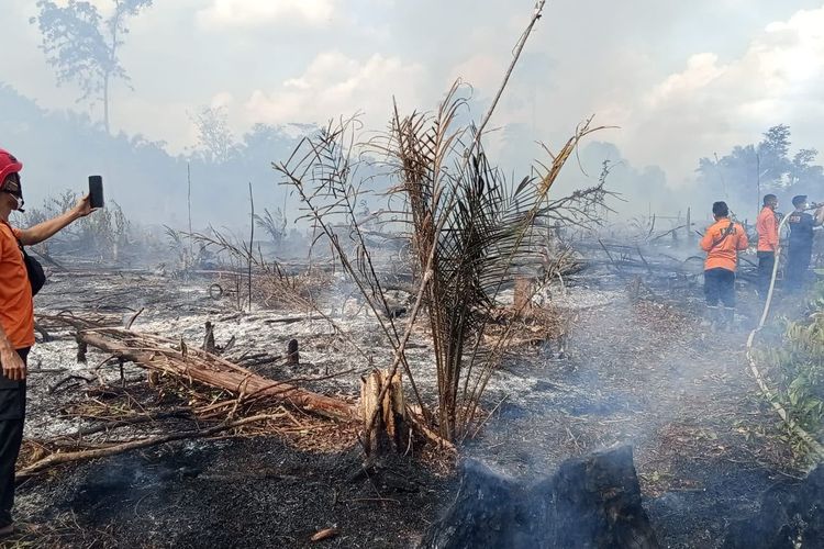 Belum Setahun Ditanam, Kebun Sawit di Tebo Tengah Terbakar