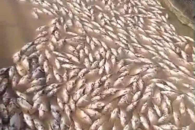 Sungai Batanghari Makin Dangkal, 15 Ribu Ikan Mati di Muaro Jambi, Kerugian Petani Capai Ratusan Juta