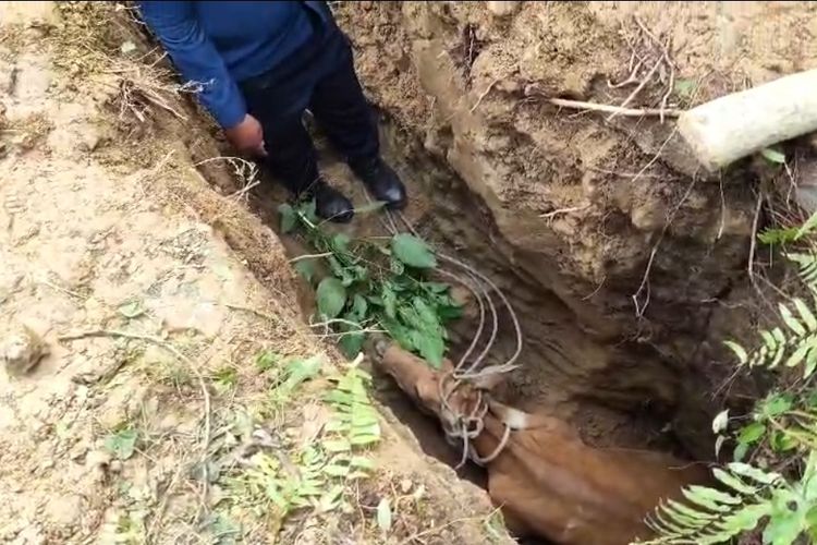 Gagal Dievakuasi Warga hingga Dini Hari, Sapi di kota Jambi Diselamatkan Damkar