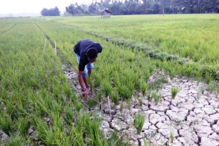 53 Hektare Sawah Gagal Panen: Kekeringan Menghantam Sentra Pertanian Jambi, Batang Hari Paling Parah 