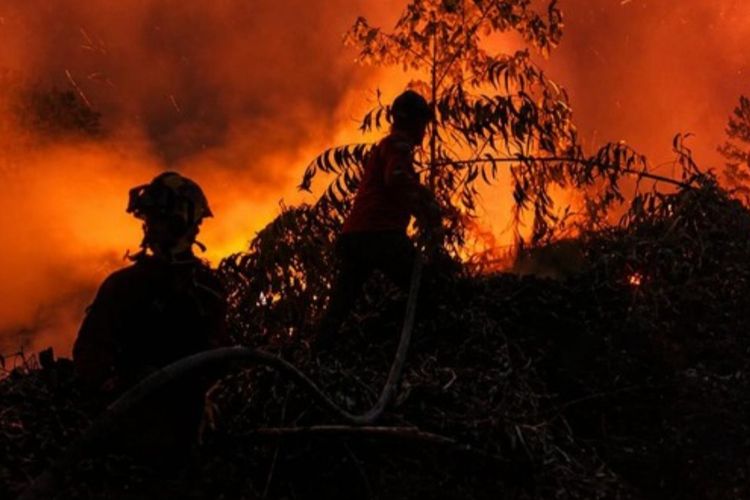 Karhutla di Jambi Meluas, Separuh Lahan yang Terbakar di Kawasan Hutan Produksi