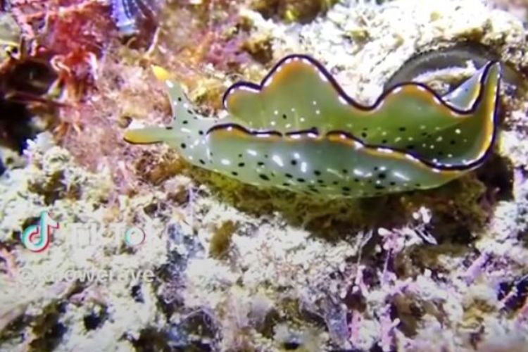 Unik! Inilah Elysia Chlorotica atau Siput Laut Hijau Hewan yang Bisa Berfotosintesis Layaknya Tumbuhan