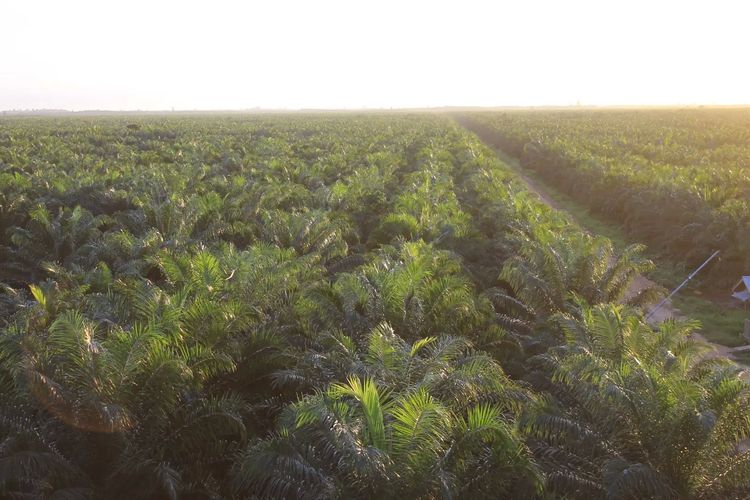 Sisi Kelam Koperasi Plasma Sawit: Keanggotaan Bisa Diperjualbelikan, Petinggi Koperasi Bisa Dapat Ratusan Juta di Pembagian SHK 