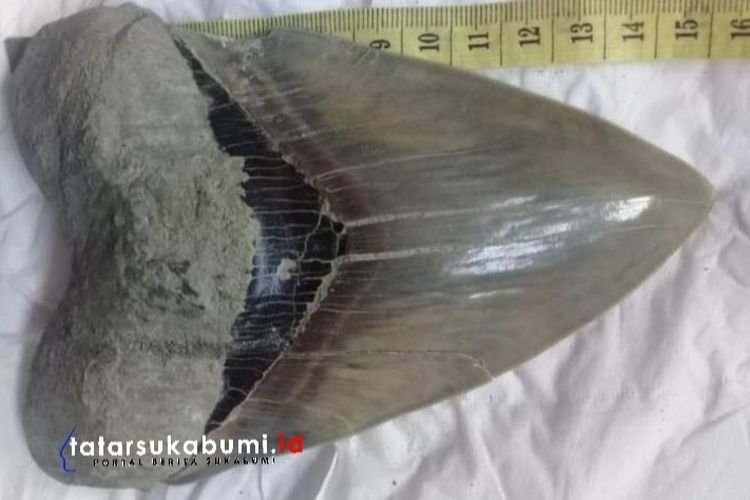 Temuan Fosil Megalodon Surade Sukabumi Tempat Bermain Hiu Purba