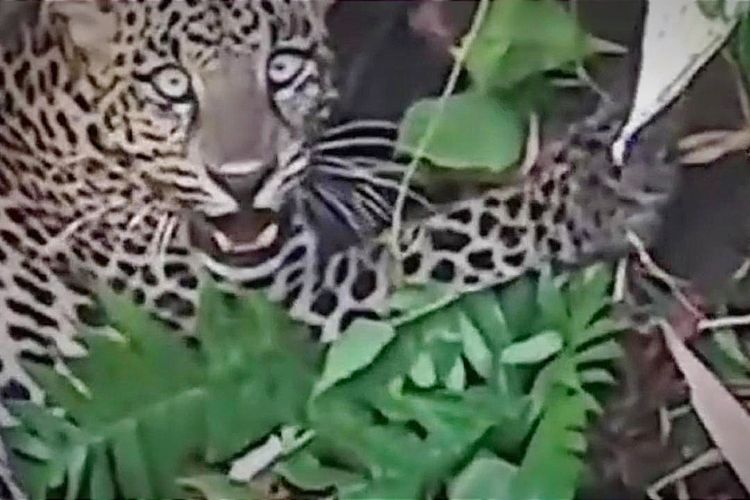 8 Jam Evakuasi Macan Tutul Dari Perangkap Babi Liar di Kalibunder Sukabumi 