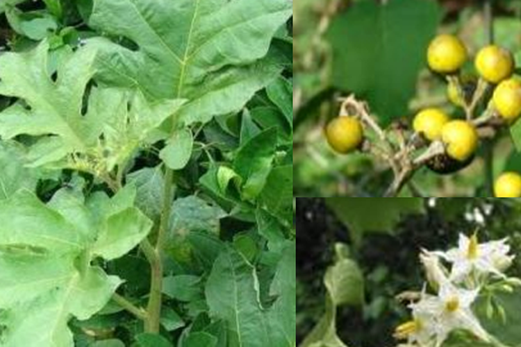 Takokak Tanaman yang Miliki Manfaat Banyak untuk Kesehatan, Sempat Dianggap Gulma