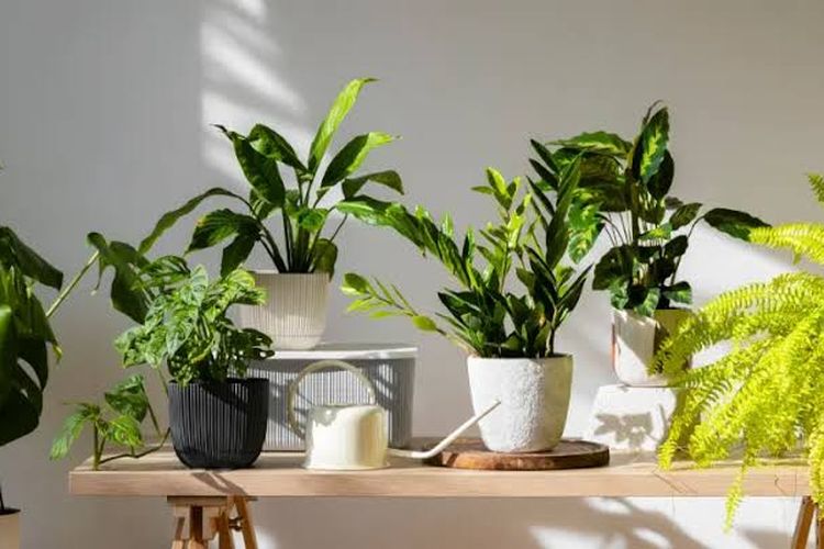 5 Panduan Lengkap Merawat Tanaman Hias Indoor