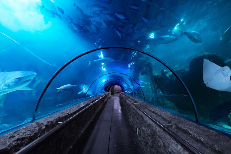 Liburan Seru dan Edukatif, Ajak Si Kecil ke wisata Sea World