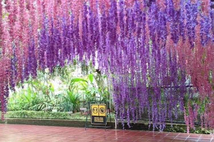 Pesona Celosia Flower Garden: Destinasi Wisata Instagramable di Semarang