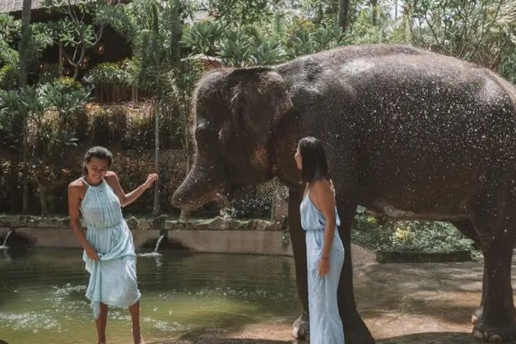 Pengalaman Tak Terlupakan, Yuk Jelajahi Dunia Satwa di Lombok Wildlife Park