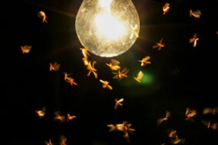 Usir Laron Bandel Saat Musim Hujan Tanpa Matikan Lampu? Ini 3 Caranya!