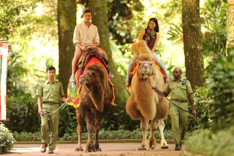 Bingung Pilih Wisata Edukasi? Taman Safari Bogor Rekomendasi Terbaiknya!