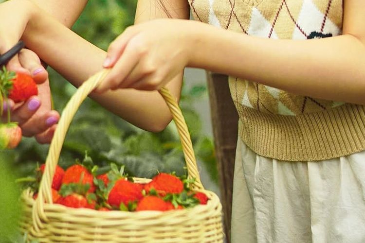 La Fresa Farm, Tempat Wisata Petik Strawberry Sepuasnya di Lembang