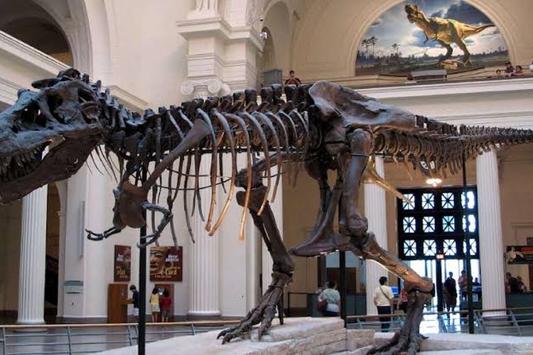 Museum Zoologi Bogor, Wisata Edukasi dan Sejarah Alam di Jantung Kota Hujan