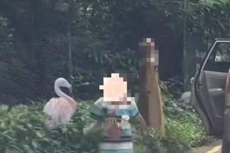 Pihak Taman Safari Angkat Bicara Usai Viral Pengunjung Keluar Mobil di Area Satwa