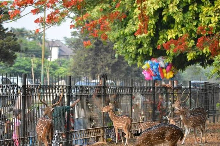 Taman Rusa Kemang Pratama, Wisata Satwa Liar di Tengah Kota Bekasi