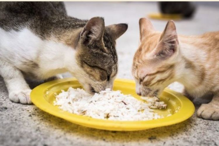 Gak Hanya Whiskas! Ini 6 Alternatif Menu Makan Sehat untuk Kucing Kesayangan