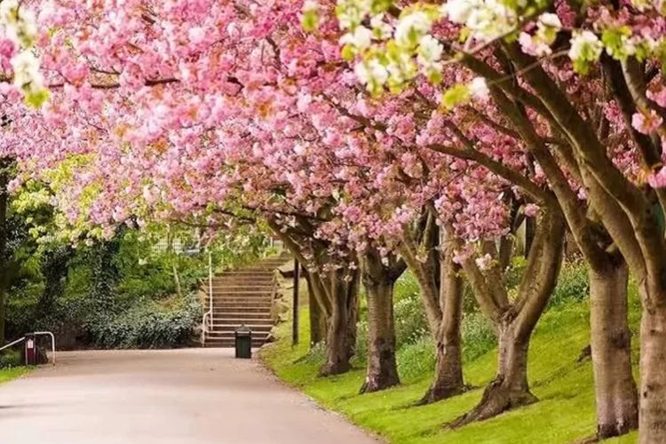 Bunga Sakura Mekar Memukau di Kebun Raya Cibodas, Sensasi Jepang di Jawa Barat