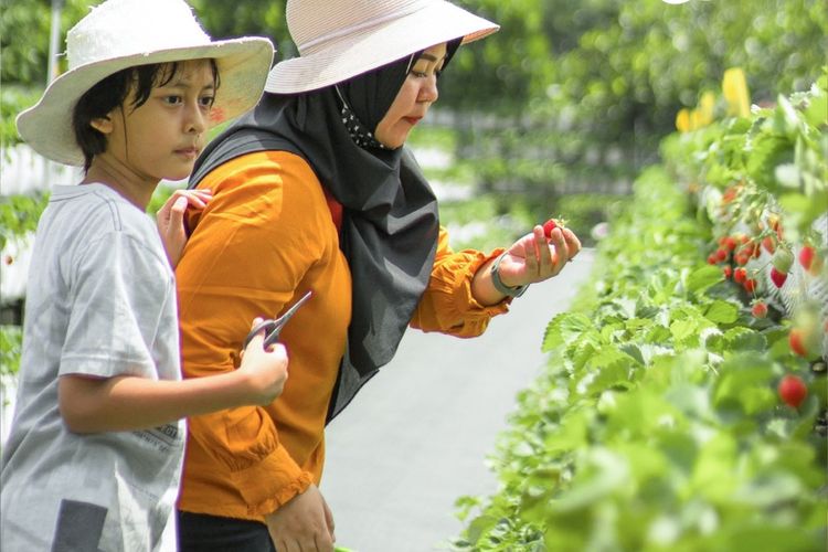 Wisata La Fresa Farm, Nikmati Sensasi Petik Stroberi Jepang yang Manis di Lembang