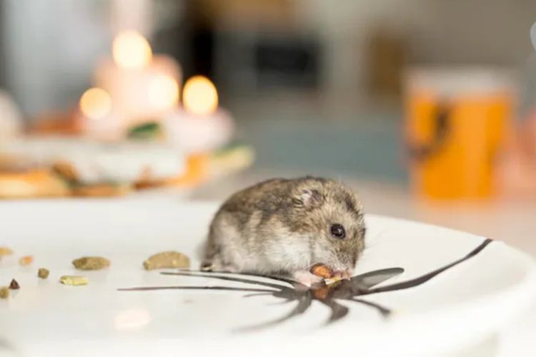 Jangan Panik! Ini Dia 5 Cara Jitu Mengusir Tikus Secara Alami dan Permanen