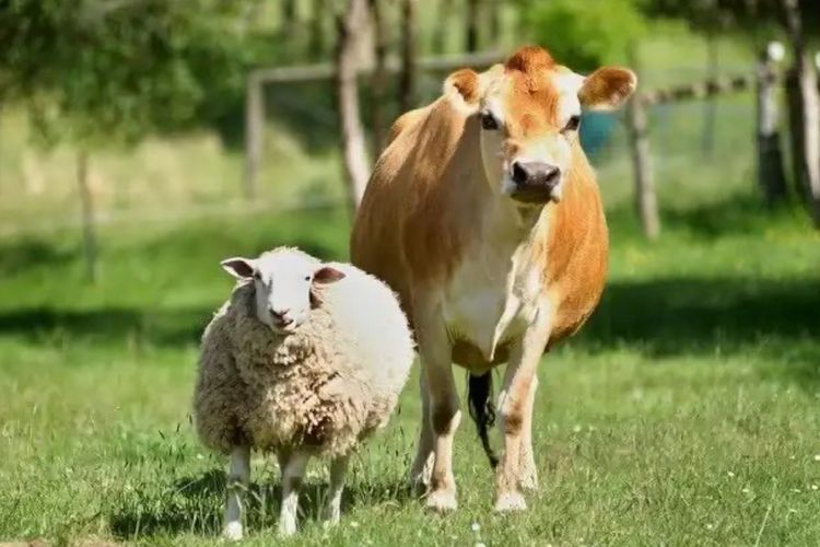 6 Tips Jitu Membeli Kambing Terbaik untuk Kurban Idul Adha