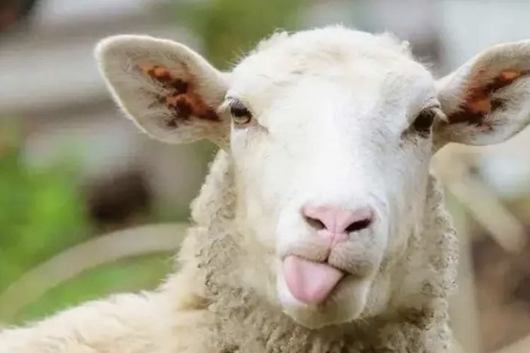 Mengetahui Makna dan Hikmah Kurban: Lebih dari Sekadar Menyembelih Hewan